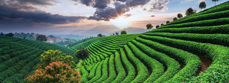 tea_background_f0af4474-e12f-4edd-b506-88bcb77c7560_1400x tea_background_f0af4474-e12f-4edd-b506-88bcb77c7560_1400x