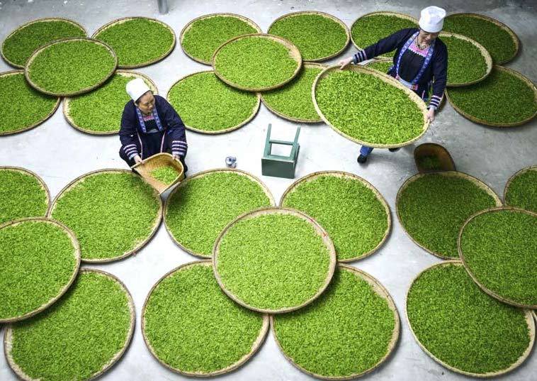 tea_brokers_ea811397-dc3b-4f85-b000-1499062dc364_800x tea_brokers_ea811397-dc3b-4f85-b000-1499062dc364_800x