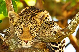 Leopard-sere Leopard-sere