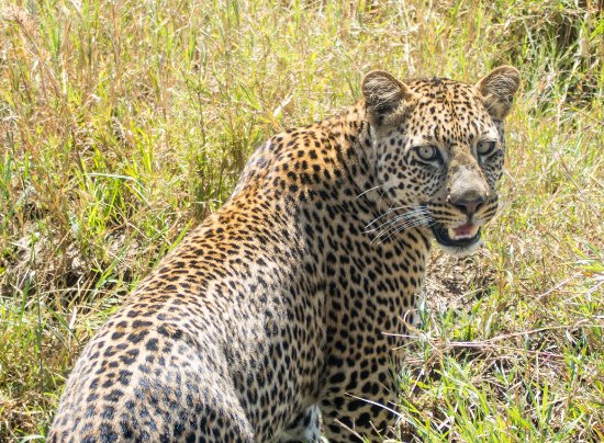 a-leopard-in-serengeti a-leopard-in-serengeti