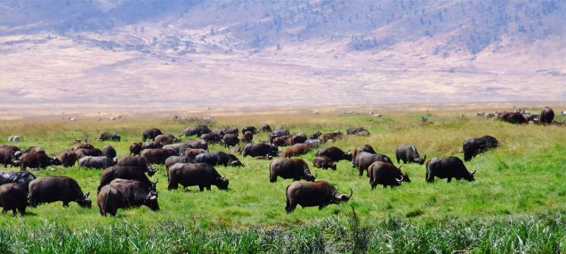 buffalo_hippo buffalo_hippo