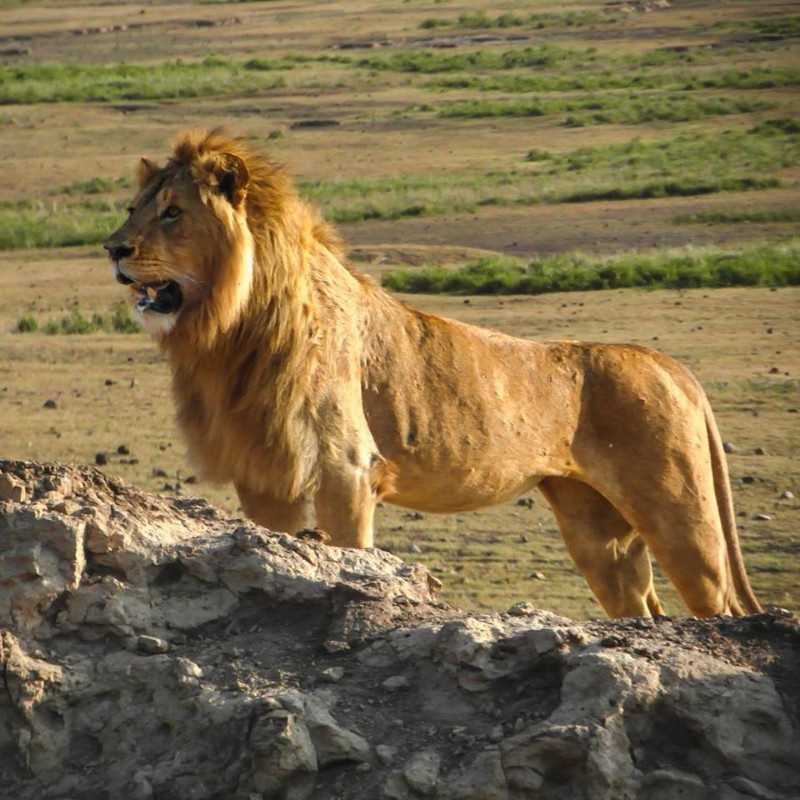 simba simba