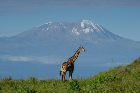 view-kilimanjaro-from-Arusha view-kilimanjaro-from-Arusha